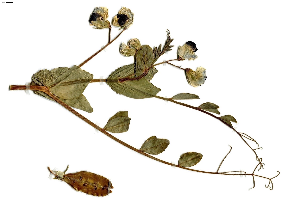 Lathyrus oleraceus subsp. oleraceus var. arvense (Fabaceae)
